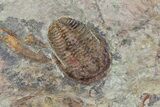 Ordovician Trilobite (Euloma) - Zagora, Morocco #81284-2